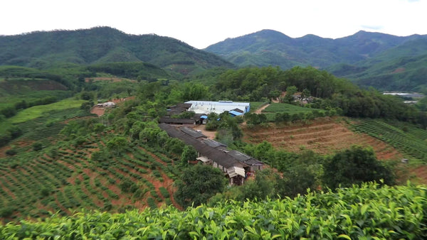 Image 2: 霧氣瀰漫,古普洱茶樹搖曳